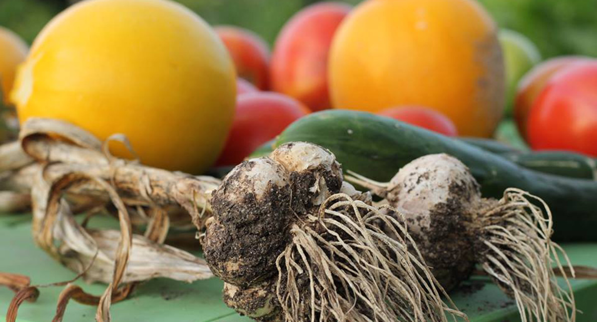 JARDINS COMESTIBLES